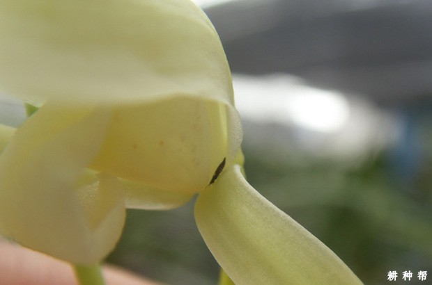 木瓜如何防治蓟马？附图片