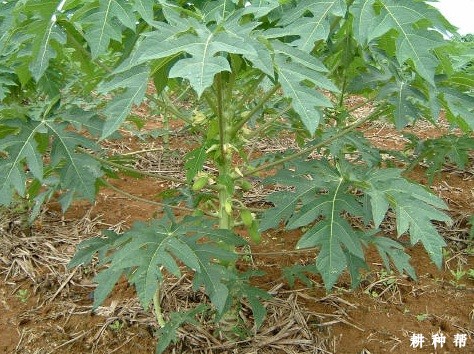 木瓜红蜘蛛怎么防治？附图片