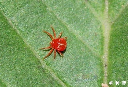 木瓜红蜘蛛怎么防治？附图片