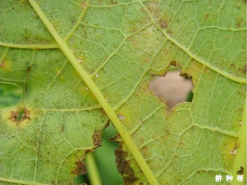 木瓜红蜘蛛怎么防治？附图片