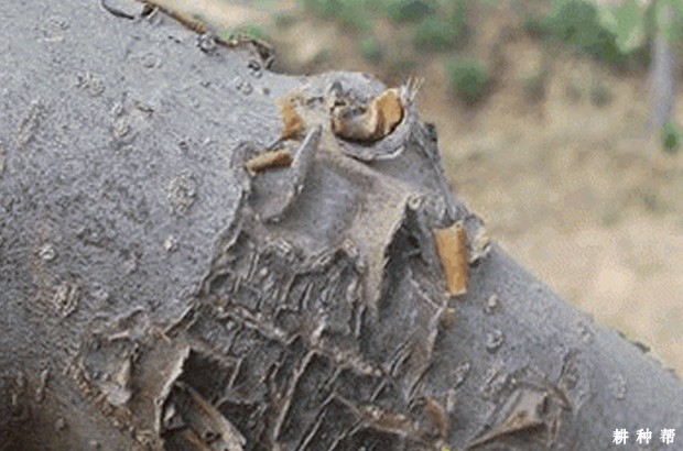 李子树如何防治山楂红蜘蛛?附图片 李子树如何防治山楂红蜘蛛?附图片