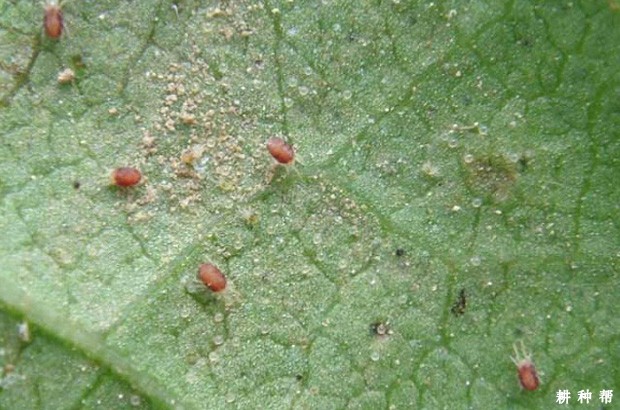 李子树如何防治山楂红蜘蛛?附图片 李子树如何防治山楂红蜘蛛?附图片