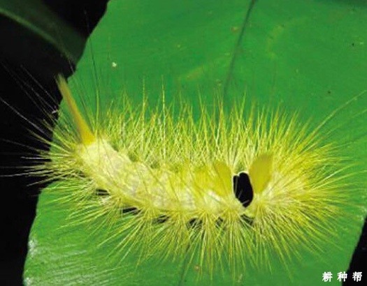 木瓜毒蛾如何防治？附图片