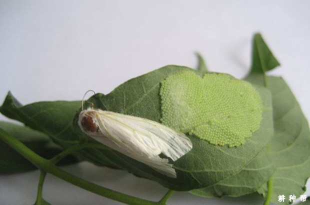 木瓜毒蛾如何防治？附图片