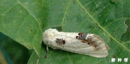 李子树舟形毛虫如何防治？附图片