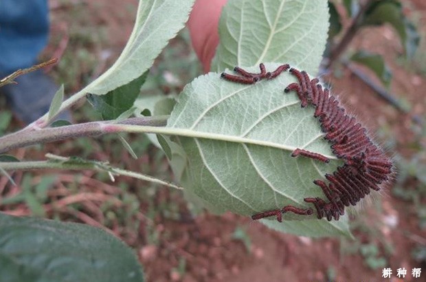 李子树舟形毛虫如何防治？附图片