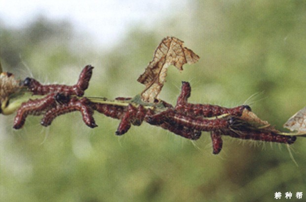 李子树舟形毛虫如何防治？附图片