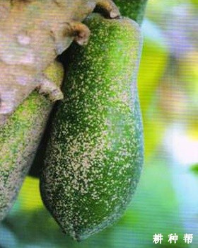 木瓜红圆蚧如何防治？附图片