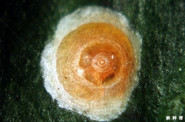 木瓜红圆蚧如何防治？附图片