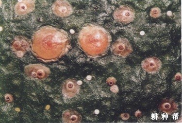 木瓜红圆蚧如何防治？附图片