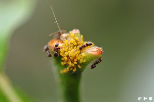 李子树如何防治蚜虫？附图片