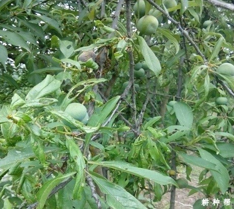 李子树如何防治蚜虫？附图片