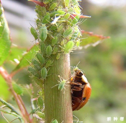 李子树如何防治蚜虫？附图片