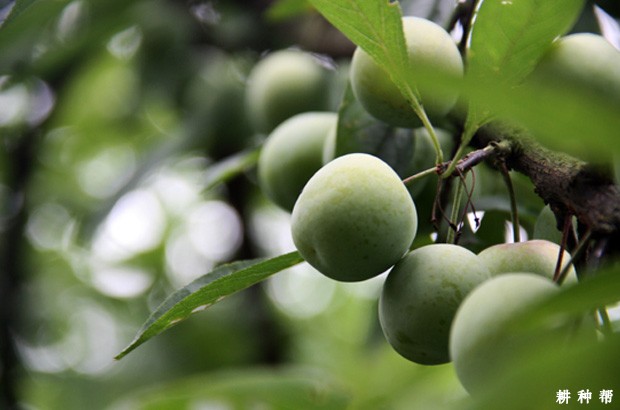 如何对李子树进行疏花疏果？