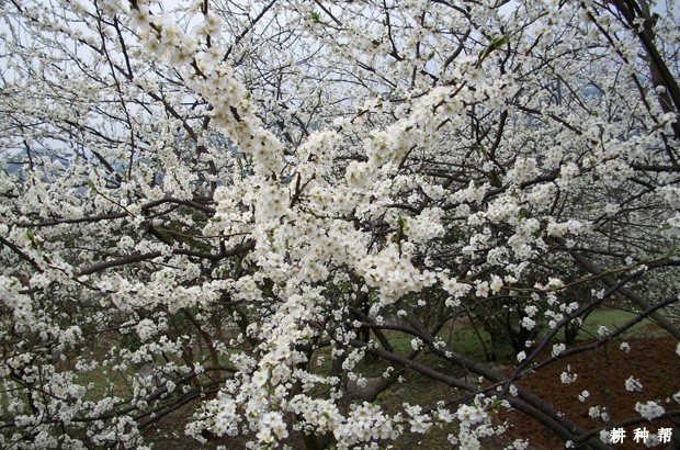 如何对李子树进行疏花疏果？