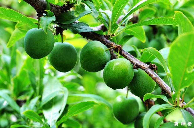 如何对李子树进行疏花疏果？