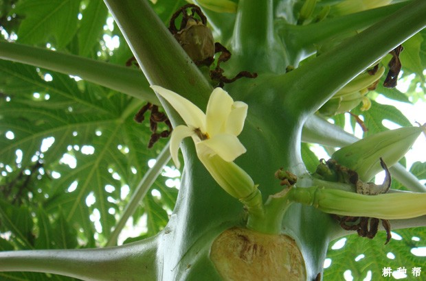 木瓜花期如何管理？