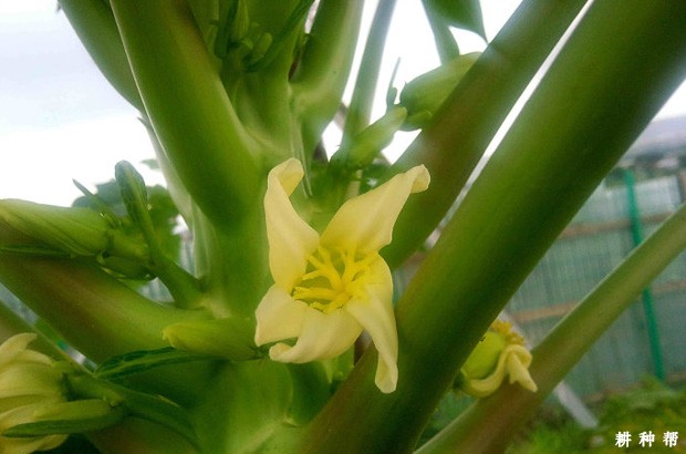 木瓜花期如何管理？