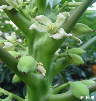 木瓜花期如何管理？