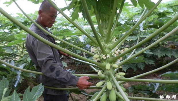 木瓜花期如何管理？