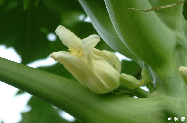 木瓜花期如何管理？