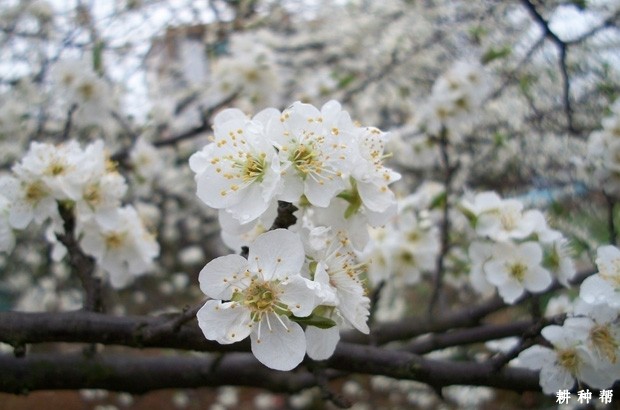  怎么让李子树多结果？