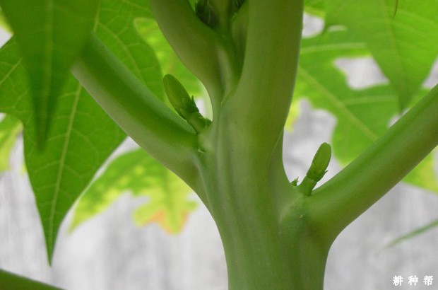 怎么让木瓜多结瓜？