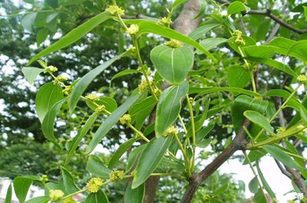 枣树什么时候开花结果？