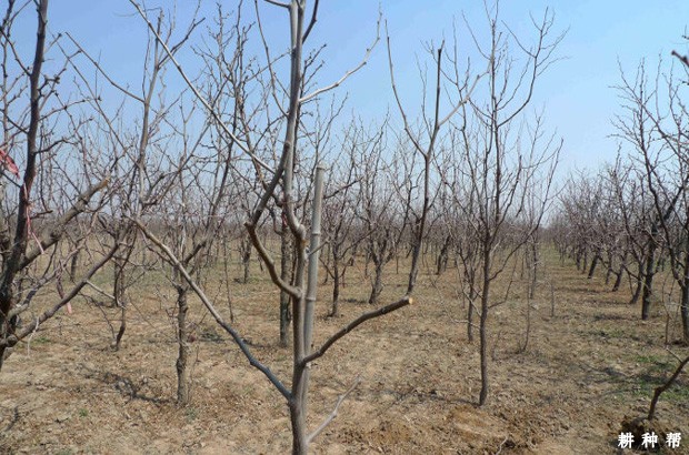 枣树什么时候开花结果？