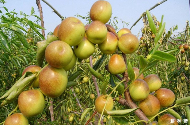 冬枣如何保存好？