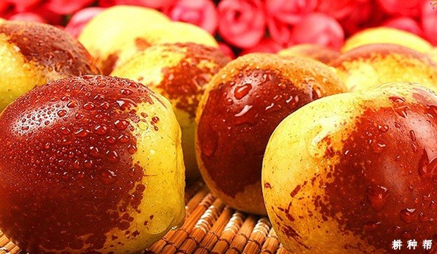 冬枣如何保存好？