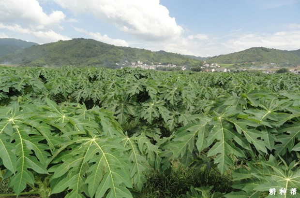 木瓜怎样施肥浇水**？