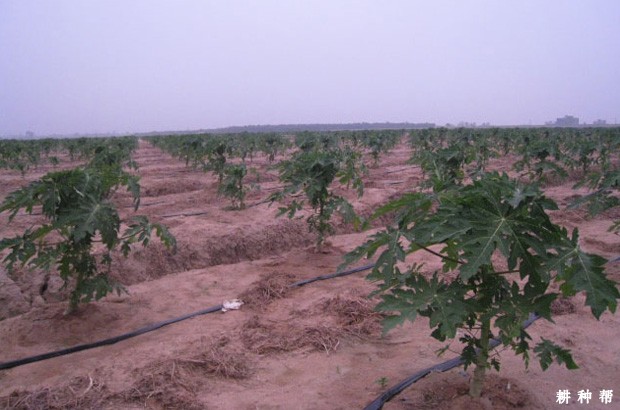 木瓜怎样施肥浇水**？