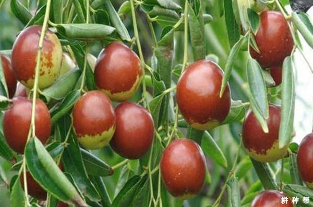 买枣树苗要注意什么问题？