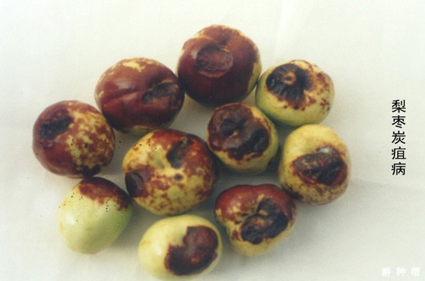 买枣树苗要注意什么问题？