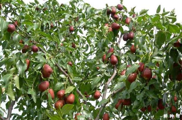 买枣树苗要注意什么问题？