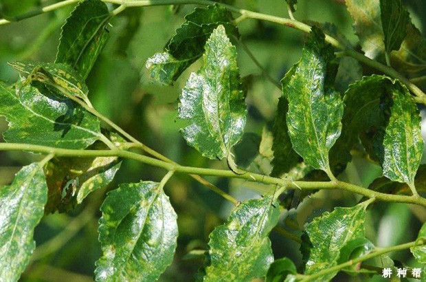 枣树花叶病如何防治？附图片