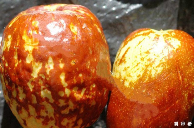 枣树花叶病如何防治？附图片