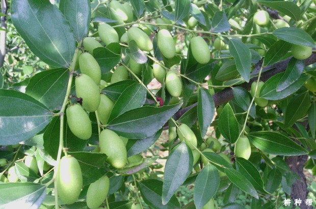 我国枣树产地在哪里？