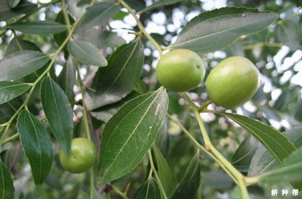 枣树果实生长特点是怎么样？