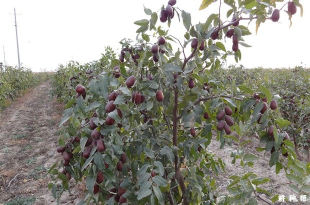 骏枣品种好不好？