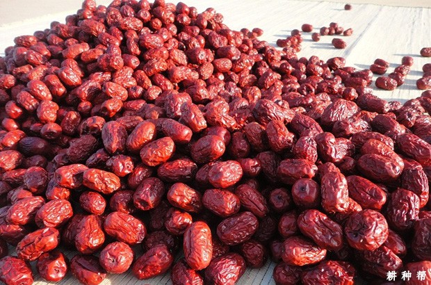 红枣吃多了会怎么样？