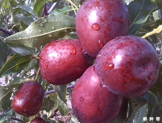 骏枣品种好不好？