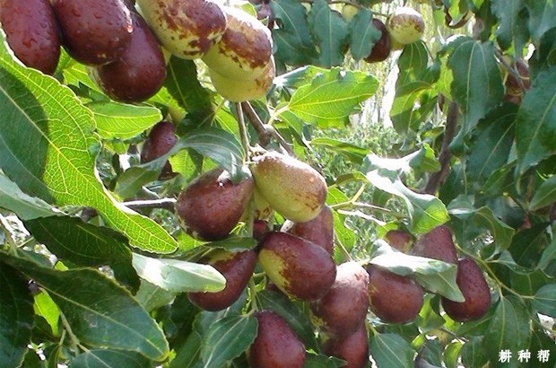 骏枣品种好不好？