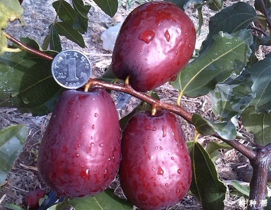 骏枣品种好不好？