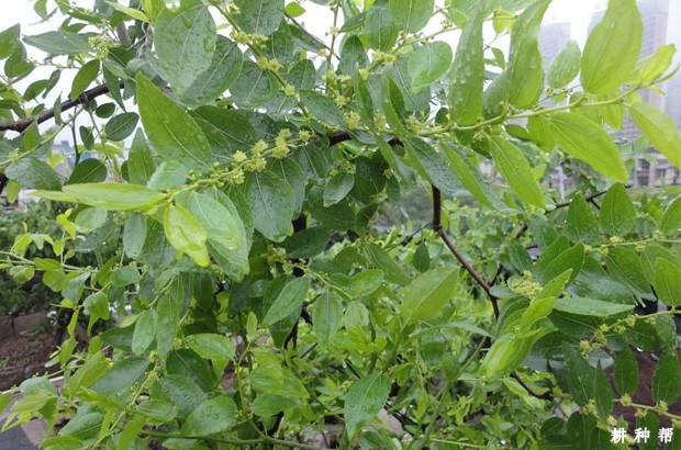 枣树如何开花授粉？