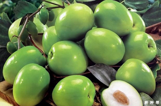 五千大青枣品种好不好？