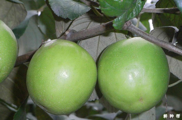 五千大青枣品种好不好？