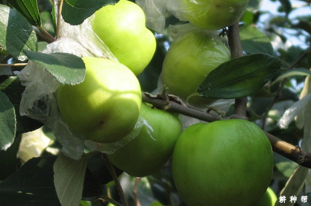 五千大青枣品种好不好？