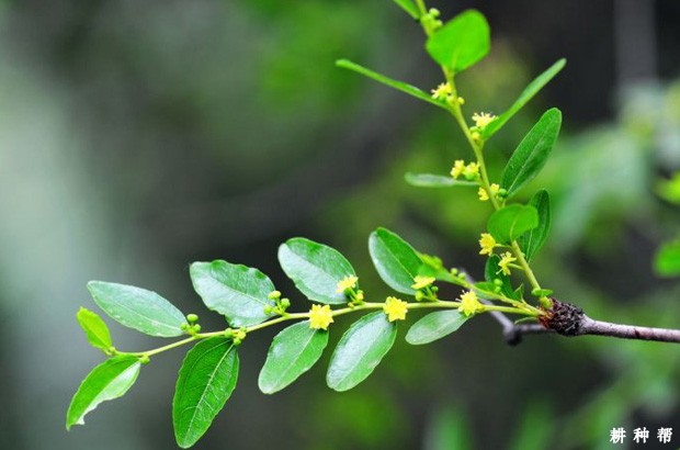 枣树花芽分化有什么特点？